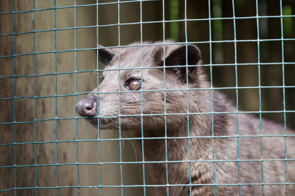 cibetka v klietke pri výrobe kopi luwak