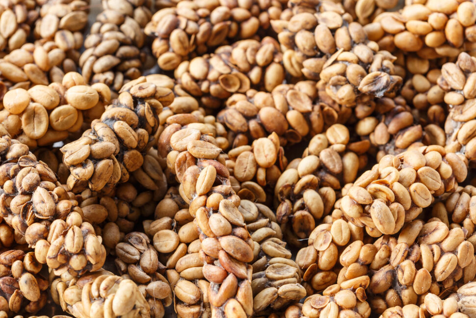 cibetková káva kopi luwak